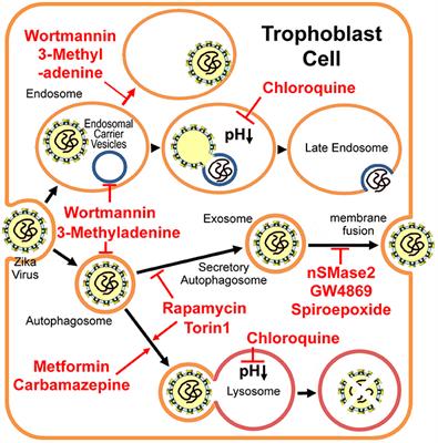 The Role of Secretory Autophagy in Zika Virus Transfer through the Placental Barrier